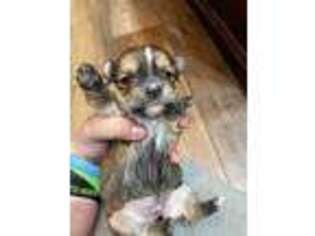 Yorkshire Terrier Puppy for sale in Philip, SD, USA