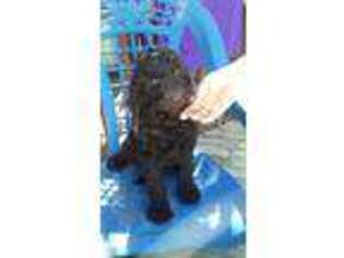 Goldendoodle Puppy for sale in Rockingham, NC, USA