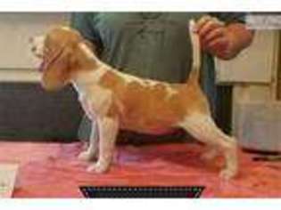Beagle Puppy for sale in Roanoke, VA, USA
