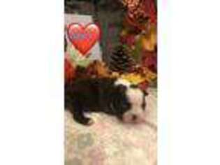 Boston Terrier Puppy for sale in Hardy, AR, USA