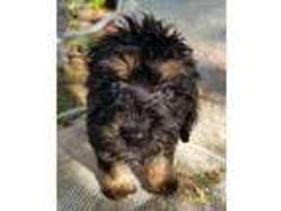 Labradoodle Puppy for sale in Wesley Chapel, FL, USA