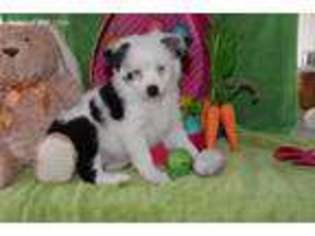 Miniature Australian Shepherd Puppy for sale in Pierz, MN, USA