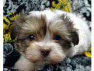 Havanese Puppy for sale in Tyndall, SD, USA