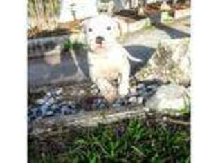 American Bulldog Puppy for sale in Sarasota, FL, USA