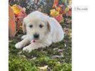 Golden Retriever Puppy for sale in Little Rock, AR, USA