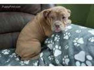 Olde English Bulldogge Puppy for sale in Murray, KY, USA