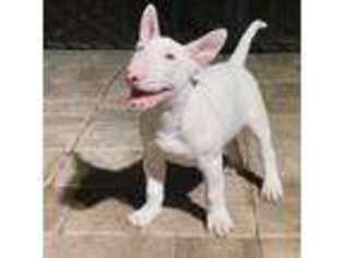 Bull Terrier Puppy for sale in Jacksonville, FL, USA