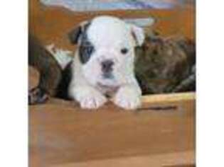 Bulldog Puppy for sale in Rushville, IN, USA