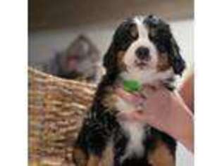 Bernese Mountain Dog Puppy for sale in Leesburg, VA, USA