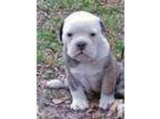 Olde English Bulldogge Puppy for sale in TRENTON, TX, USA