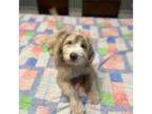 Mutt Puppy for sale in Granger, IN, USA