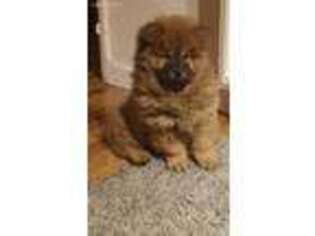 Chow Chow Puppy for sale in Spring Hill, FL, USA