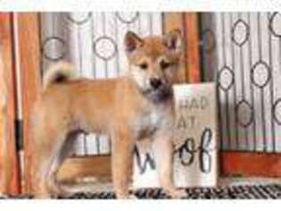 Shiba Inu Puppy for sale in Naples, FL, USA