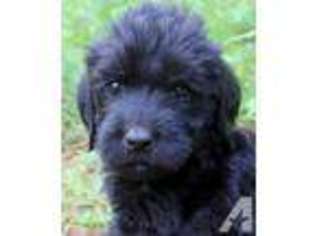Labradoodle Puppy for sale in ROY, WA, USA