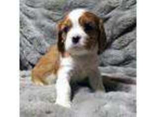 Cavalier King Charles Spaniel Puppy for sale in Rockwall, TX, USA