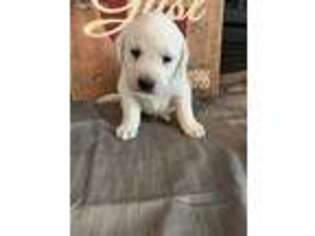 Labrador Retriever Puppy for sale in Forest City, IA, USA
