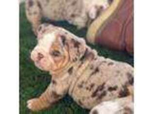 Bulldog Puppy for sale in Perris, CA, USA