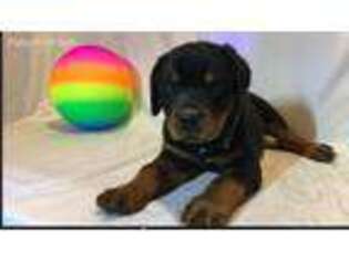 Rottweiler Puppy for sale in Grovespring, MO, USA