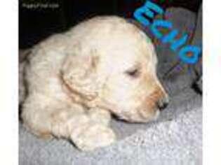 Goldendoodle Puppy for sale in Bernice, LA, USA