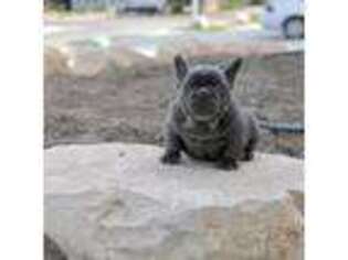 French Bulldog Puppy for sale in Provo, UT, USA