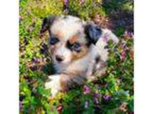 Australian Shepherd Puppy for sale in Linden, TX, USA