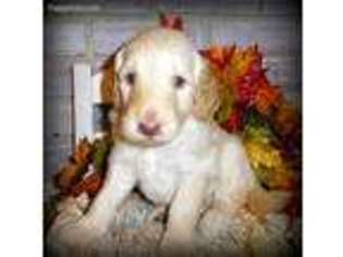 Goldendoodle Puppy for sale in Elizabethville, PA, USA