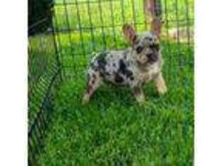 French Bulldog Puppy for sale in Marcellus, MI, USA