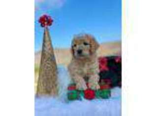 Goldendoodle Puppy for sale in Porterville, CA, USA