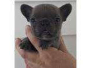 French Bulldog Puppy for sale in Caledonia, MI, USA
