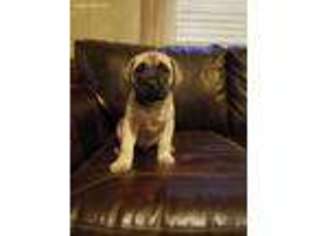 Mastiff Puppy for sale in Locust Grove, OK, USA