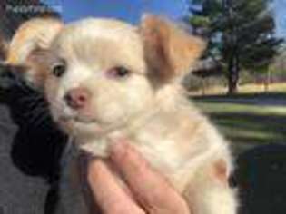 Chihuahua Puppy for sale in Sterling Heights, MI, USA
