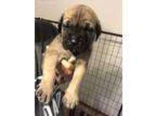 Mastiff Puppy for sale in Olney, IL, USA