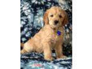 Goldendoodle Puppy for sale in Rogers, AR, USA