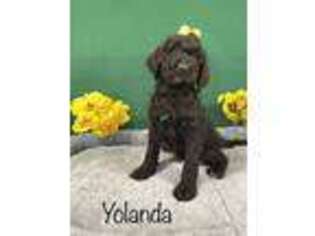 Labradoodle Puppy for sale in Centreville, MI, USA