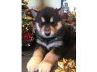 Alaskan Malamute Puppy for sale in Mayslick, KY, USA