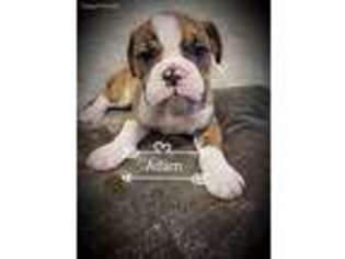 Olde English Bulldogge Puppy for sale in Roselle, IL, USA