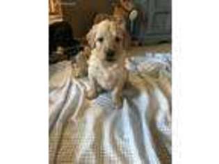 Goldendoodle Puppy for sale in Mantua, OH, USA