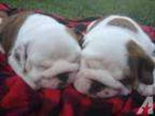 Bulldog Puppy for sale in PENN VALLEY, CA, USA