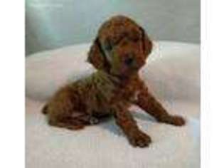 Mutt Puppy for sale in Toney, AL, USA