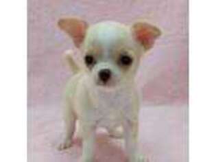 Chihuahua Puppy for sale in Brooksville, KY, USA