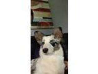 Cardigan Welsh Corgi Puppy for sale in Willard, MO, USA