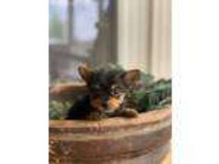Yorkshire Terrier Puppy for sale in Church Point, LA, USA