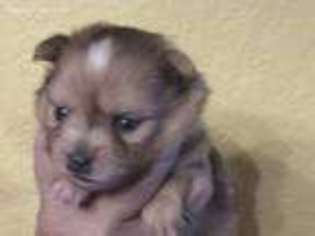 Pomeranian Puppy for sale in Port Richey, FL, USA