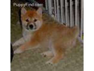 View Ad Shiba Inu Puppy For Sale Iowa Coggon Usa