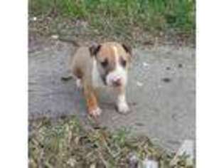 Bull Terrier Puppy for sale in KINGSVILLE, TX, USA