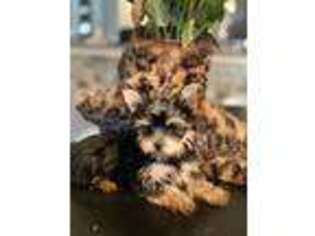 Yorkshire Terrier Puppy for sale in Austin, TX, USA