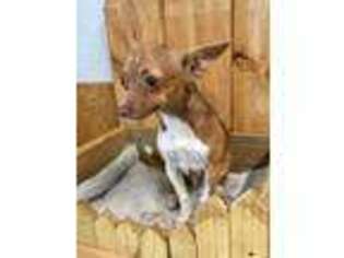 Chihuahua Puppy for sale in Crossville, TN, USA
