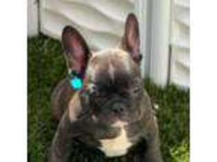 French Bulldog Puppy for sale in Chesterfield, VA, USA