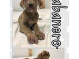 Great Dane Puppy for sale in Bolivar, NY, USA
