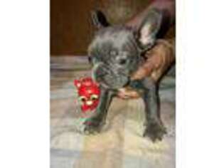 French Bulldog Puppy for sale in Glassport, PA, USA